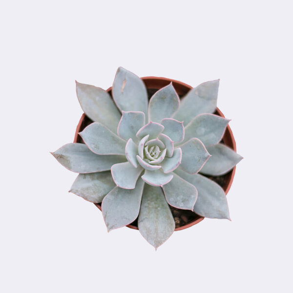 Echeveria Succulent